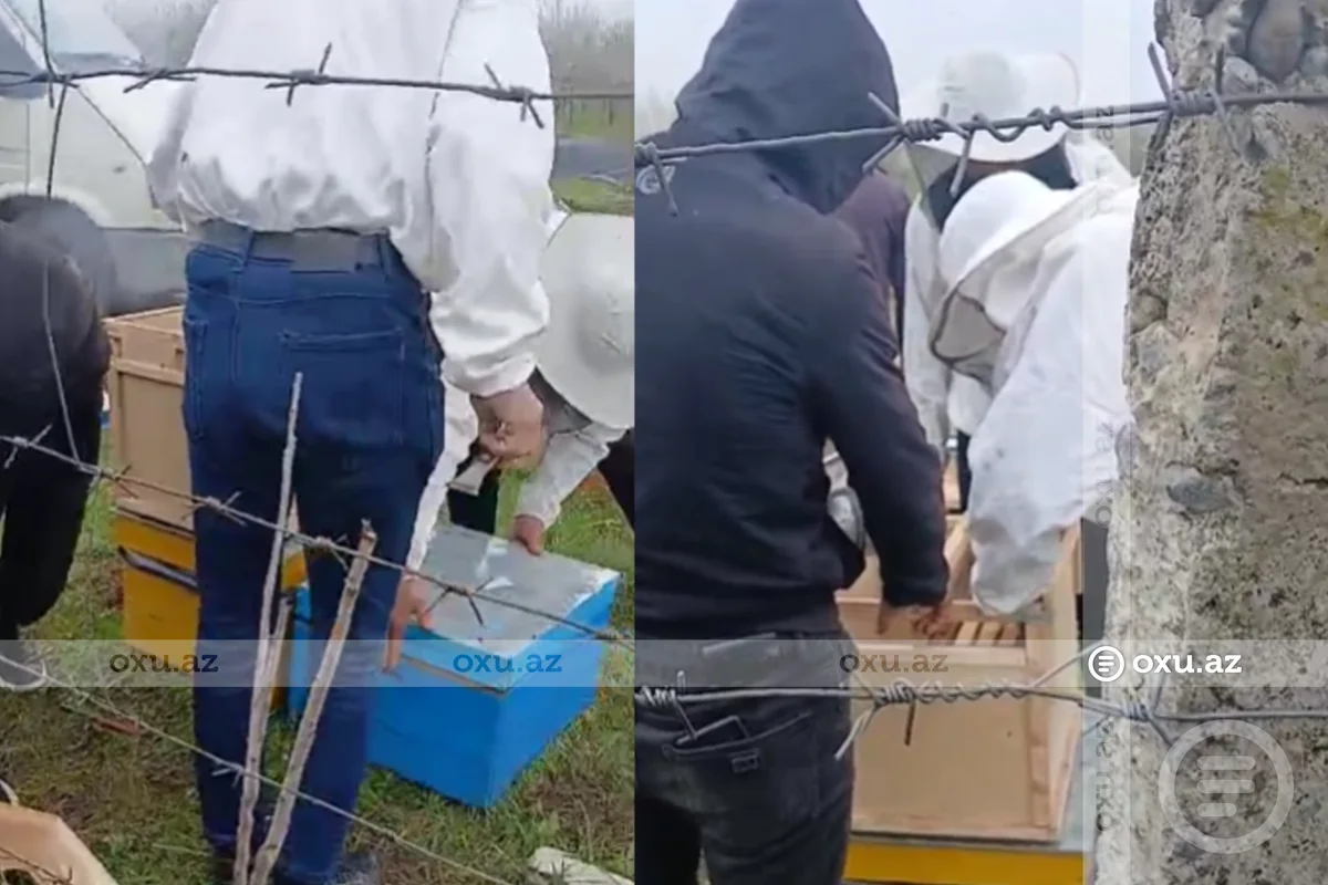 Azərbaycana gətirilən təhlükəli arılar fermerlərə satılır - İDDİA - VİDEO