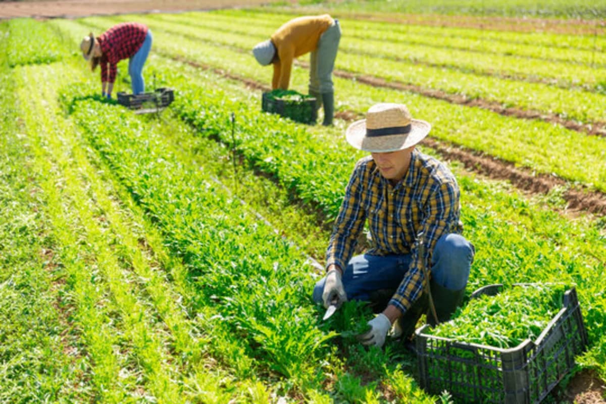Ağ Evdən maraqlı layihə: Kənd təsərrüfatına dəstək üçün yeni platforma yaradıldı