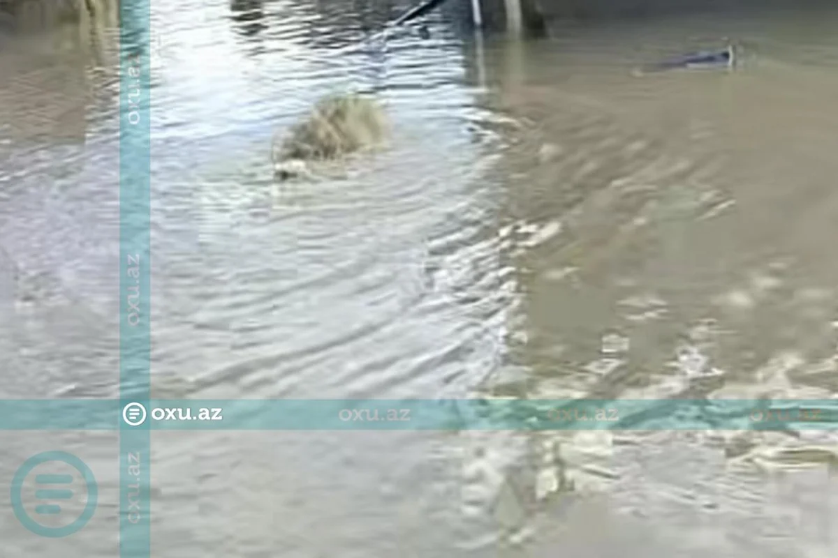 Zabratda içməli su borusu partladı: Sakinlər çıxılmaz vəziyyətdə - VİDEO