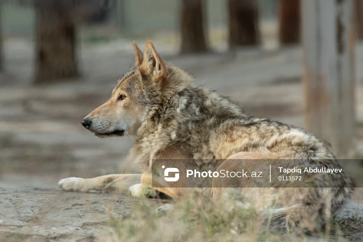 Hamburqun mərkəzində qadını canavar dişlədi - FOTO