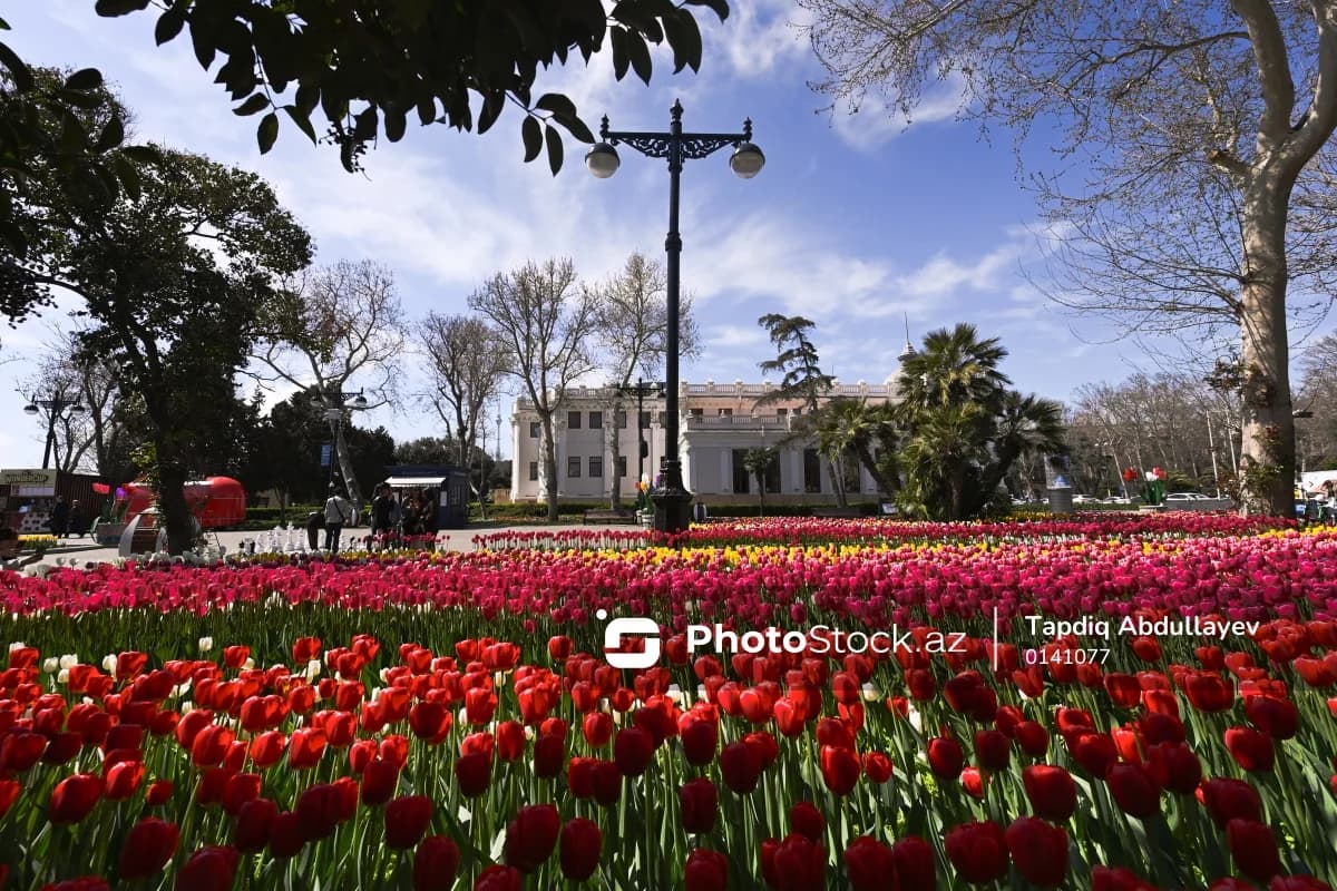 Bulvarda gül gülü çağırır - Rəngarəng zanbaqların fonunda romantik mənzərə - FOTOREPORTAJ