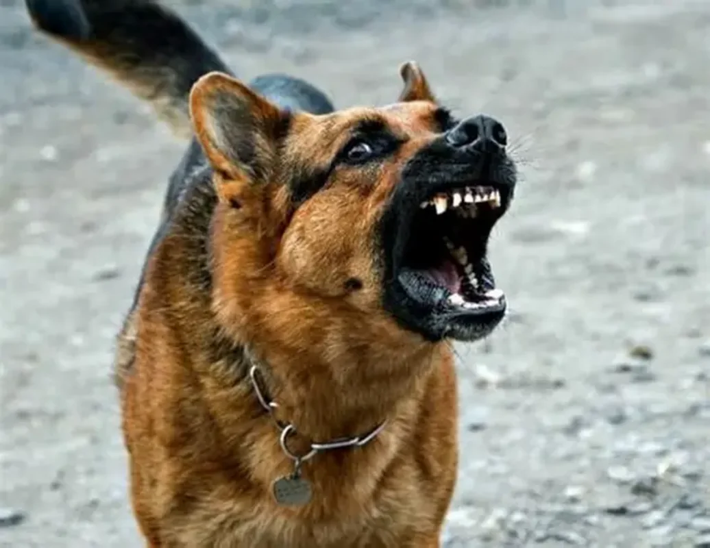 Biləsuvarda sahibsiz it beşinci sinif şagirdinə hücum etdi