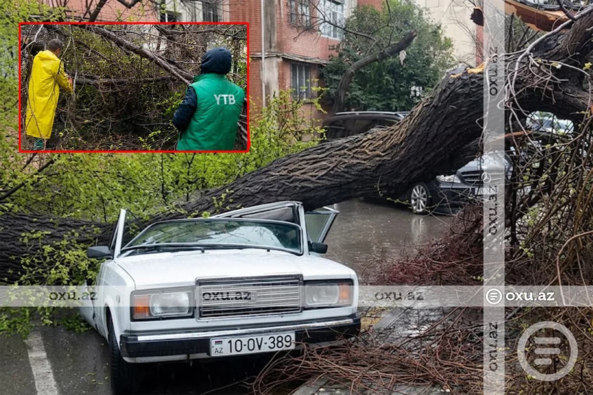 Bakıda güclü külək ağacı maşının üzərinə AŞIRDI - FOTO - VİDEO