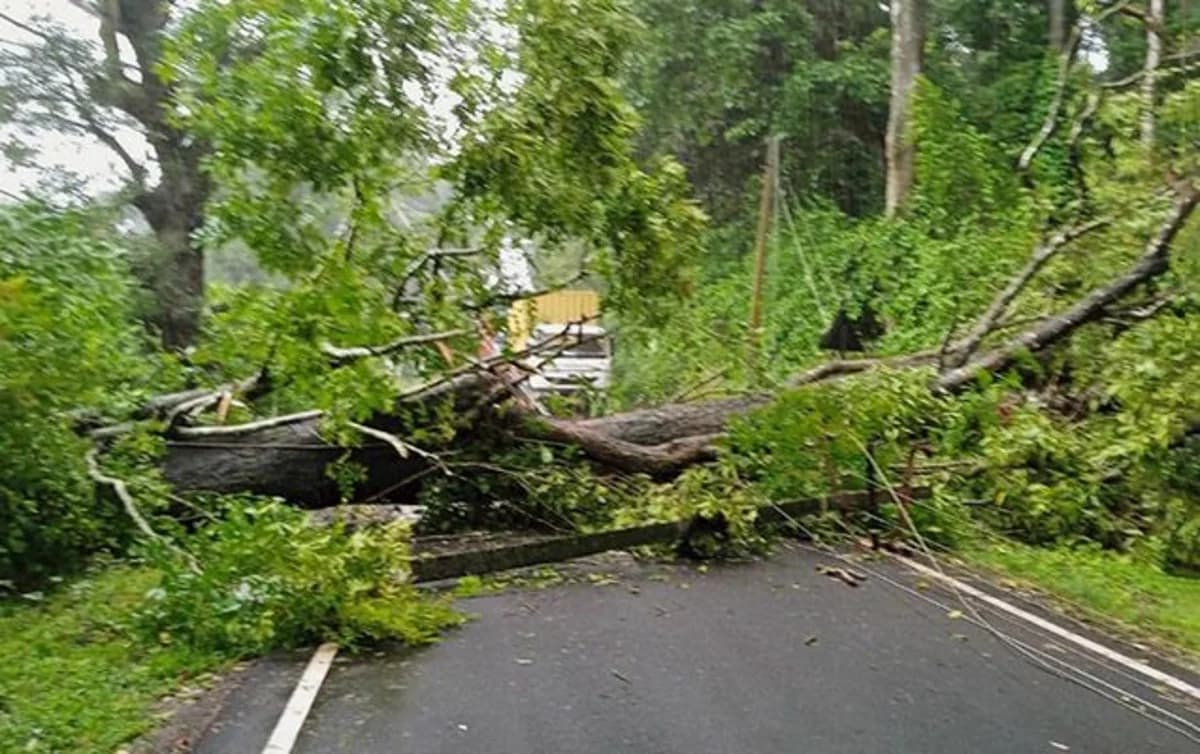 Paytaxtda ağac aşdı, yol bağlandı