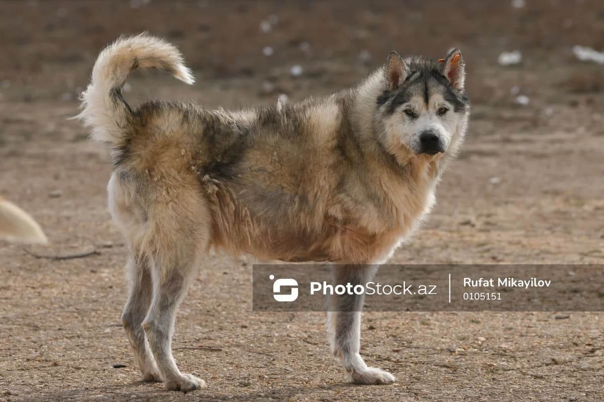Biləsuvarda sahibsiz heyvanlar sakinləri qorxuda saxlayır - VİDEO
