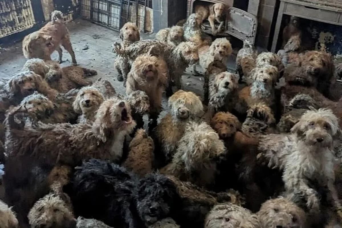 Böyük Britaniyada dəhşətli şəraitdə saxlanılan 250 it xilas olundu