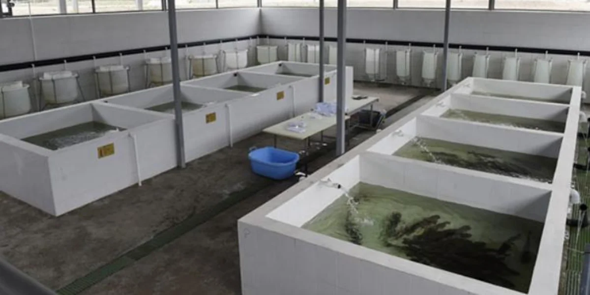 Çaykənd Qızılbalıqartırma zavodu yenidən qurulacaq