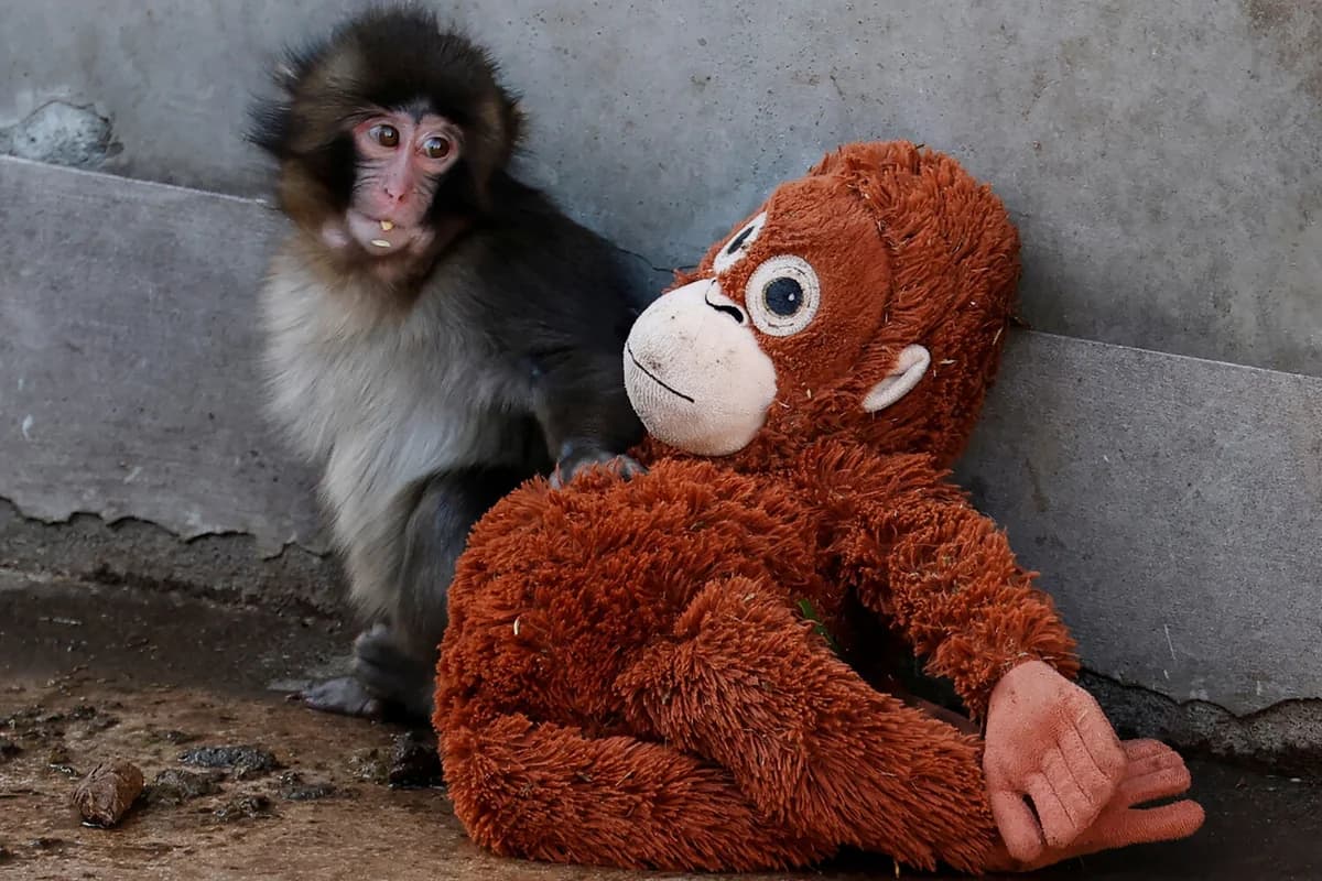 İnternet fenomeni olmuş "Punch" adlı meymuna görə Yaponiyada zooparka gələnlərin sayı rekord həddə çatıb - VİDEO
