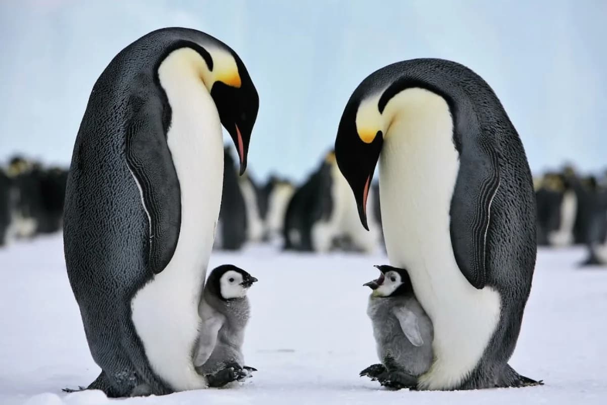 "İmperatorun sonu": Ağ buzlaqların tək sahibləri niyə tarixə qovuşur?