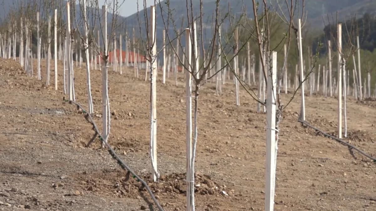 Laçının "Bəylik Bağları"nda ağacəkmə aksiyası keçirilib - VİDEO