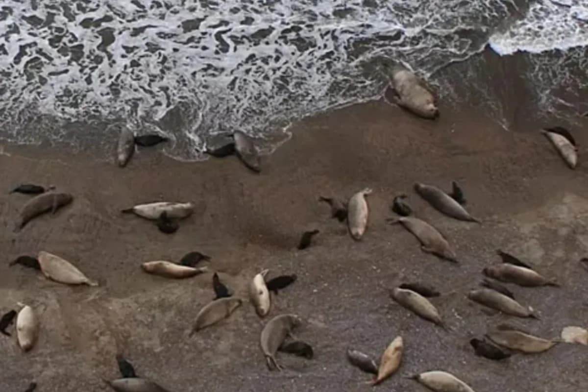 Xəzərdə növbəti suiti ölümü: 97 cəsəd tapıldı - VİDEO