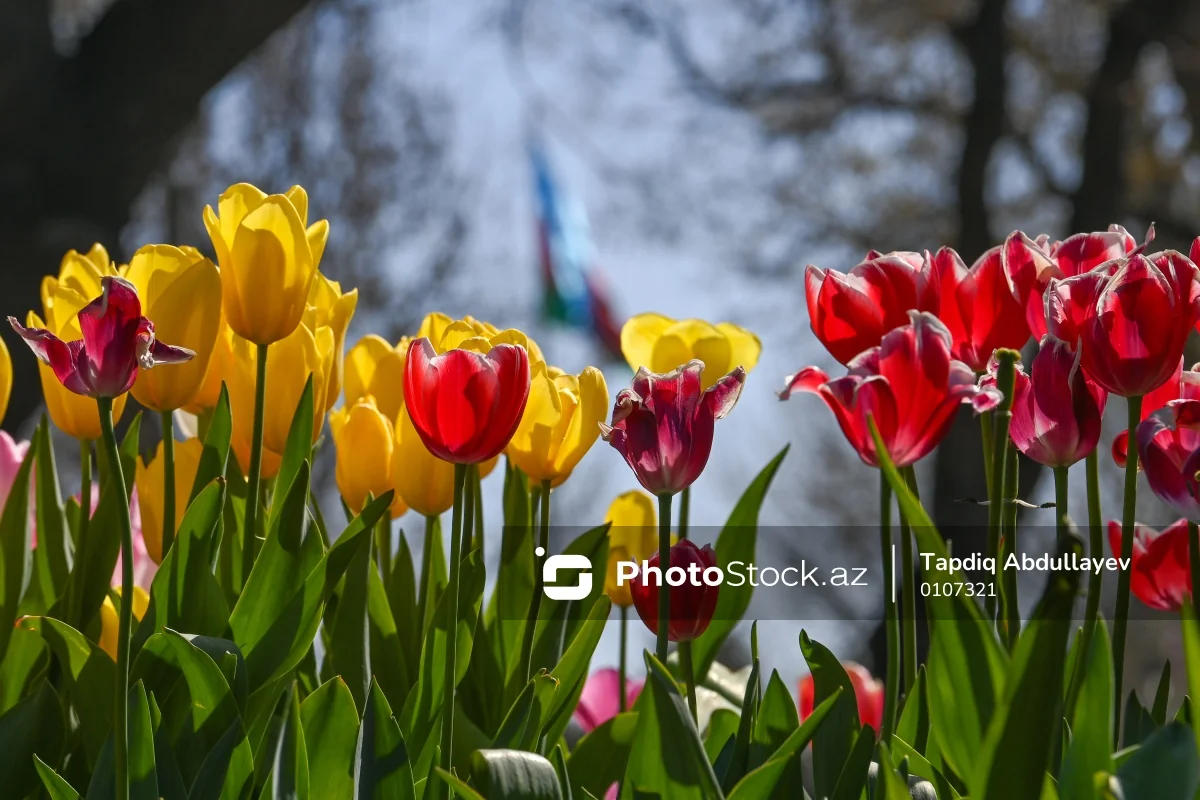 Sabah 20 dərəcə isti olacaq - 22.04.2026