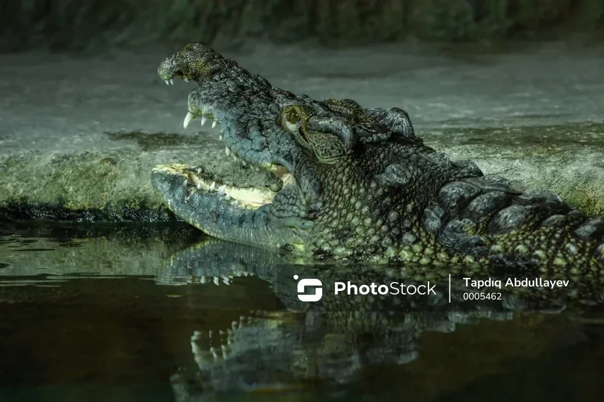 Avstraliyada nəhəng timsahın başına zərbə endirən kişi yırtıcıya yem olmaqdan qurtuldu