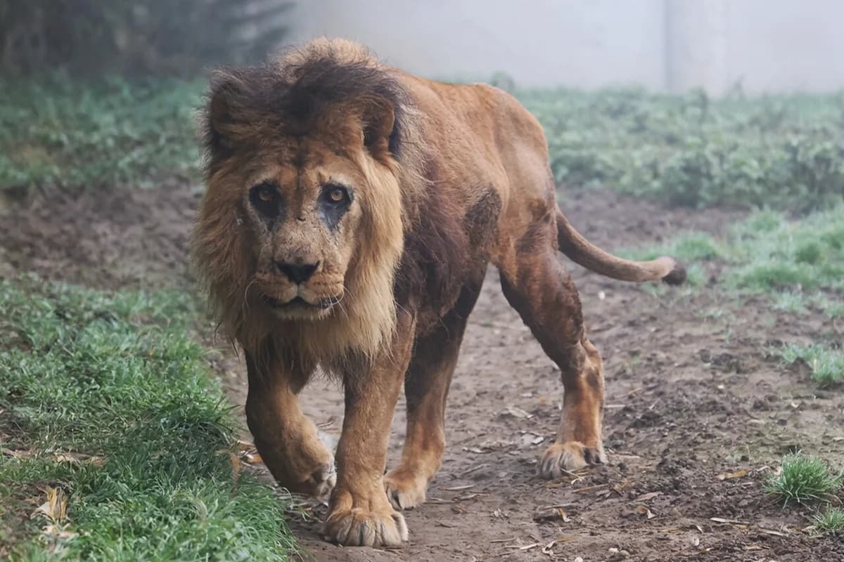 Avropanın ən yaşlı şiri ölüb