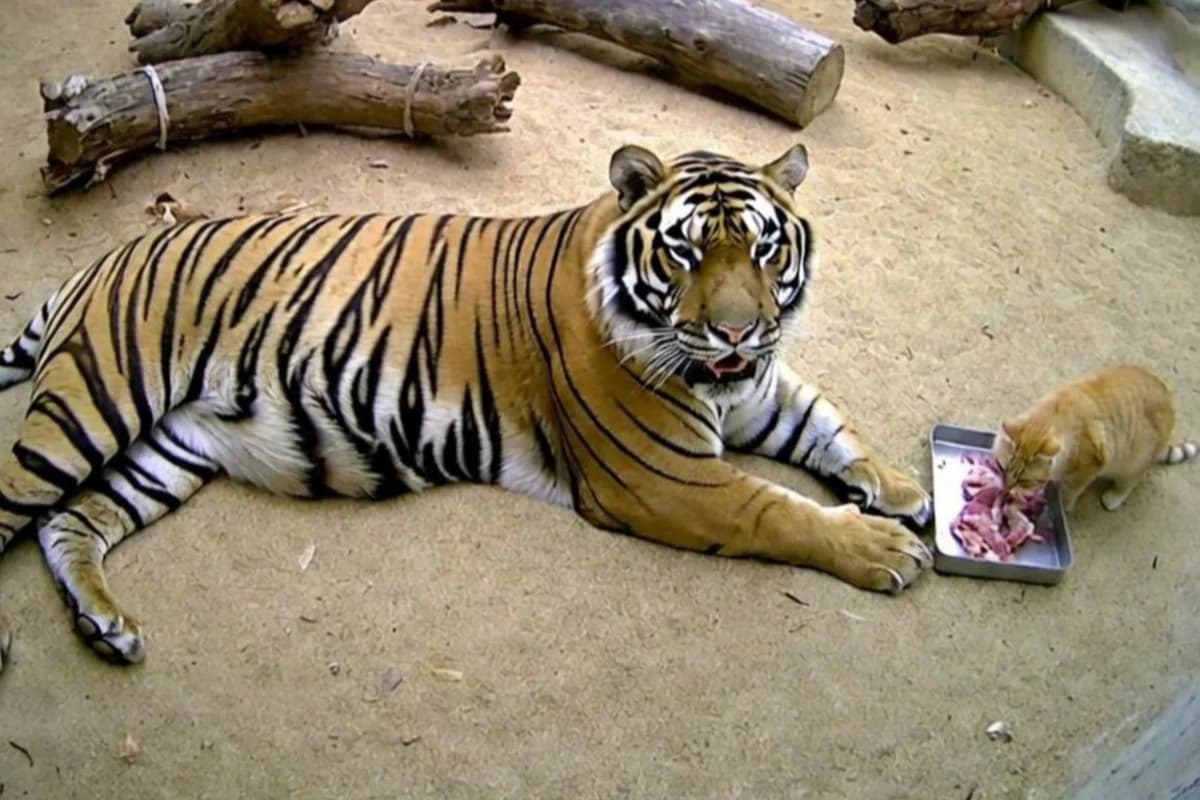 Balaca pişik nəhəng pələngə meydan oxudu: Hamını heyrətləndirdi