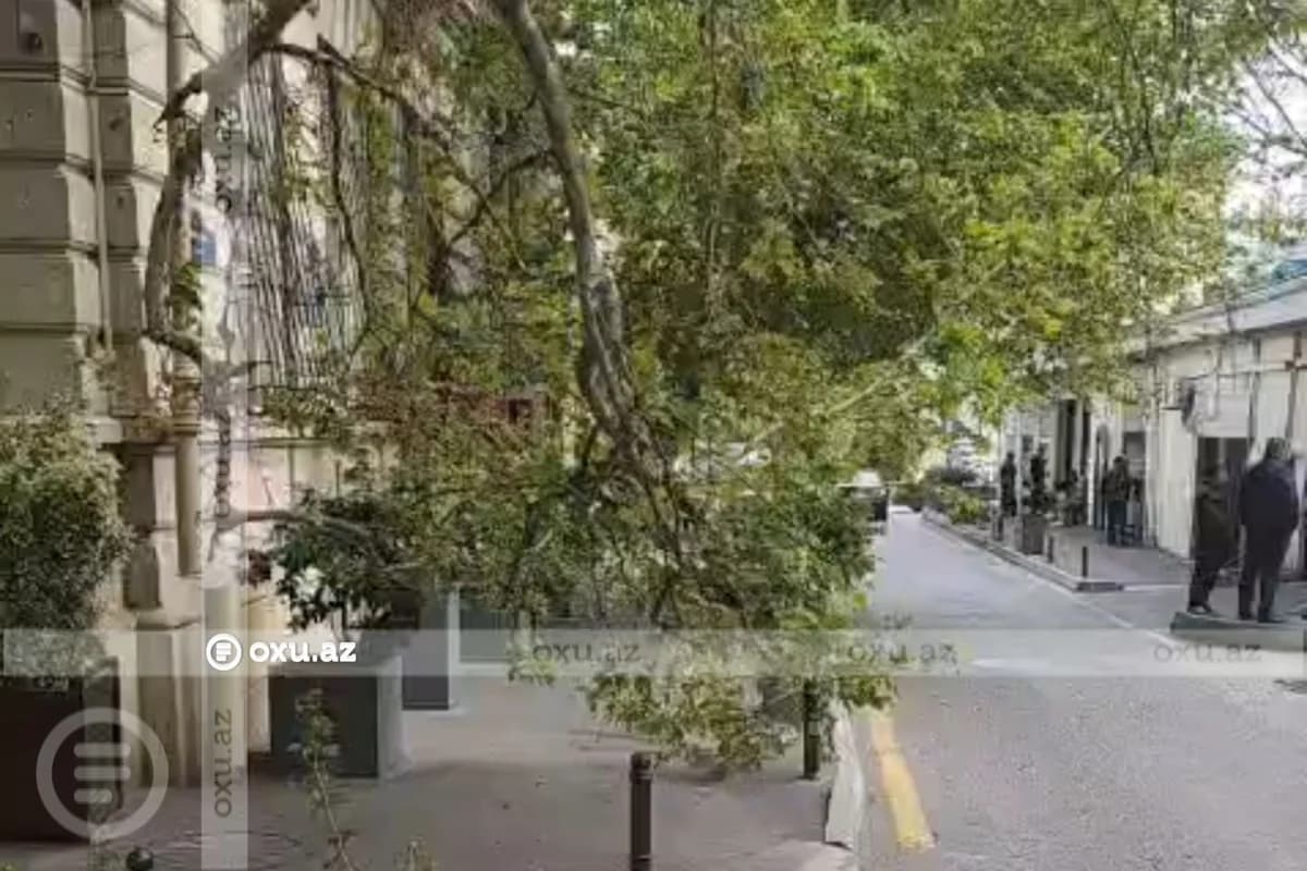 Bakının mərkəzində qırılan ağac təhlükəli vəziyyət yaradıb - VİDEO