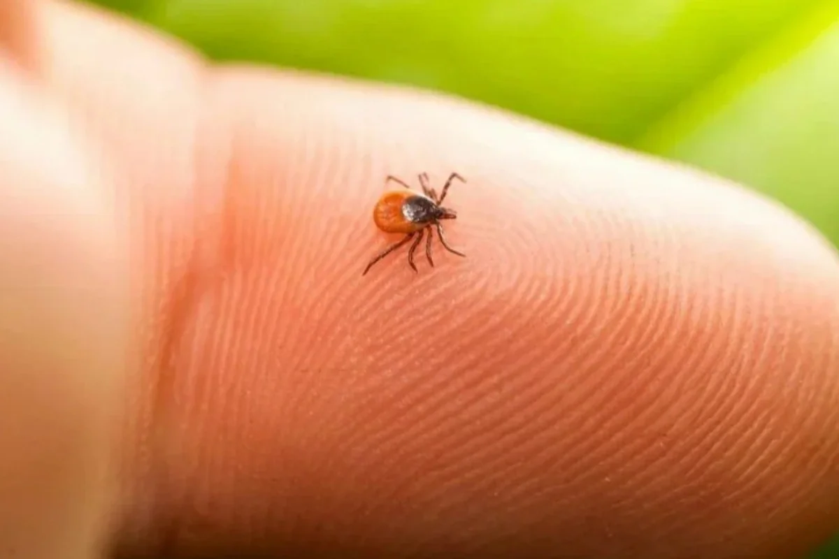 Türkiyədə ağlagəlməz hadisə: Gənə dişləməsi 21 yaşlı gəncin ölümünə səbəb oldu