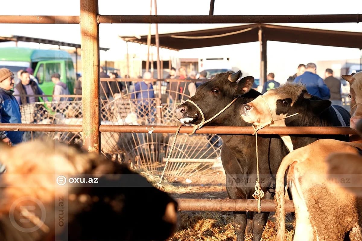 Heyvan bazarları ilə bağlı YENİ MƏHDUDİYYƏTLƏR - FOTO