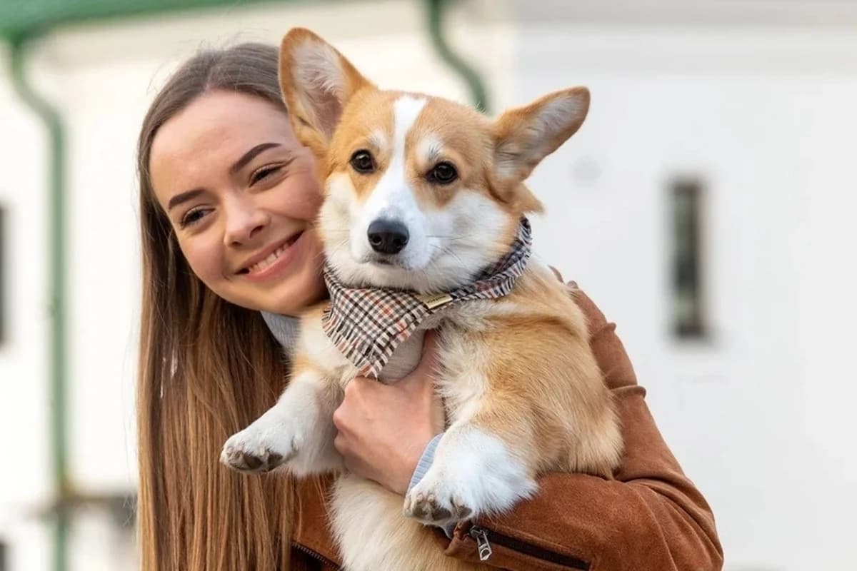 İtlərə sümük vermək niyə təhlükəlidir? - Baytar xəbərdarlığı