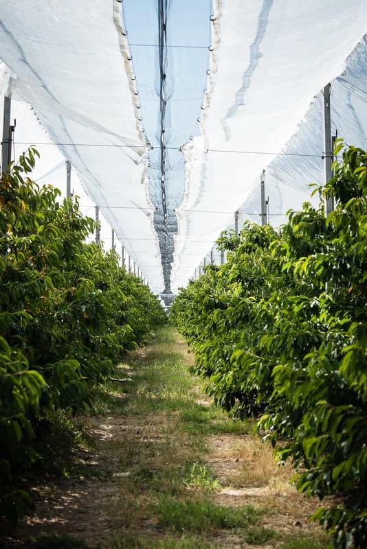"Advice&Consulting" "Caspian Agro" sərgisində: "Biz gələcəyi qazanmaq üçün dəyər becəririk" - FOTO